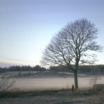 Man under large tree