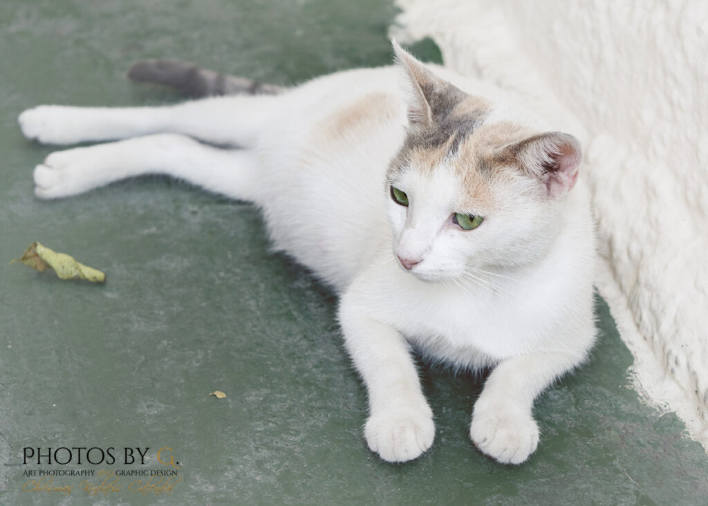 Stray cat with green eyes