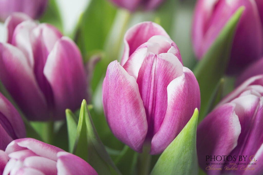 Bouquet of pink tulips